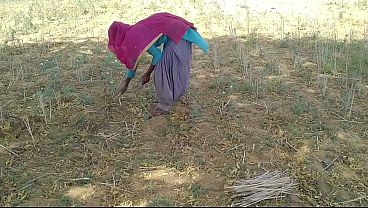 खेत में काम करती हुई उसकी देह पर देसी इंडियन ब्वॉयफ्रेंड का मादक अधिकार